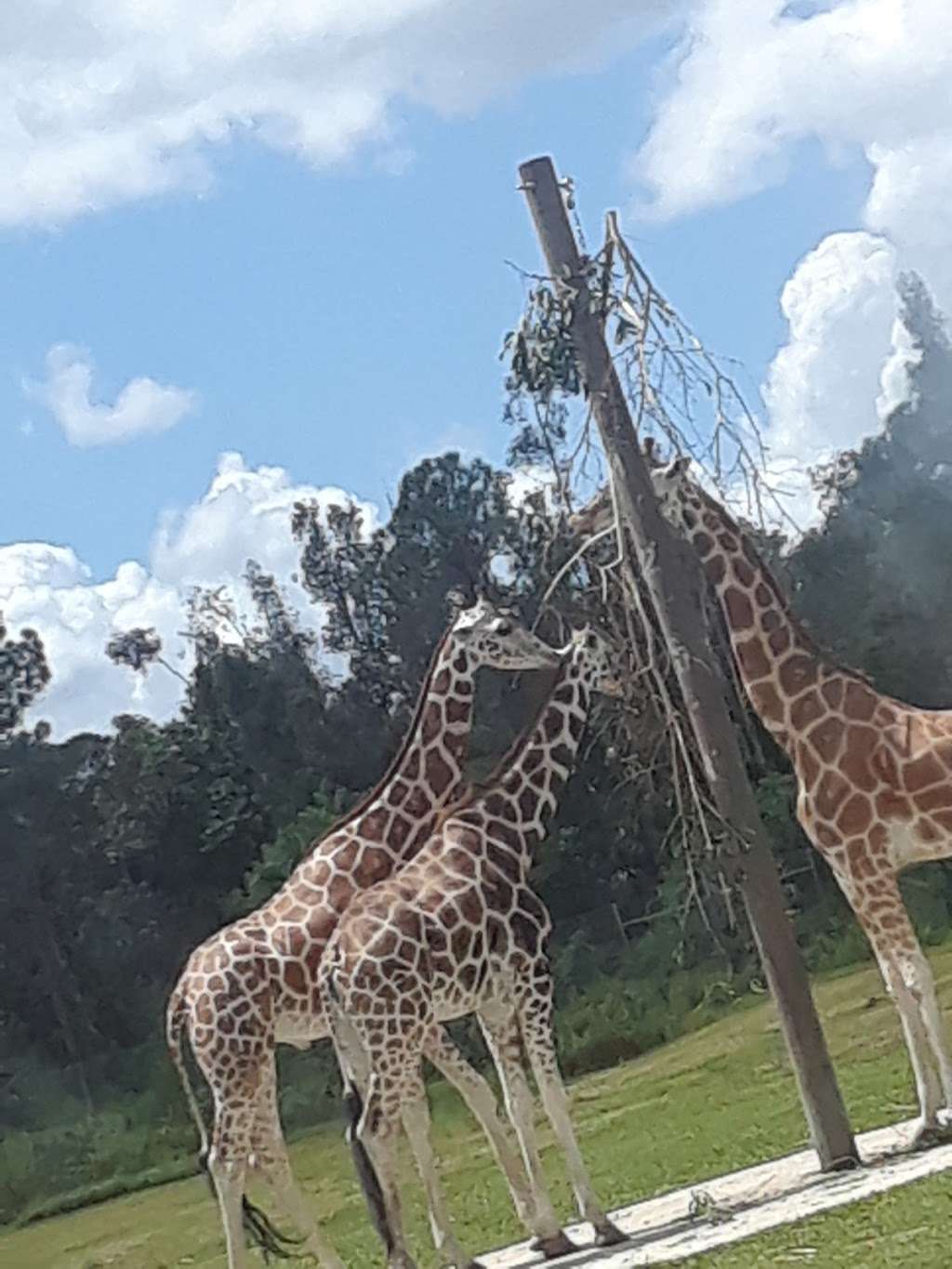 Lion Country Safari | Southern Blvd, Loxahatchee, FL 33470, USA