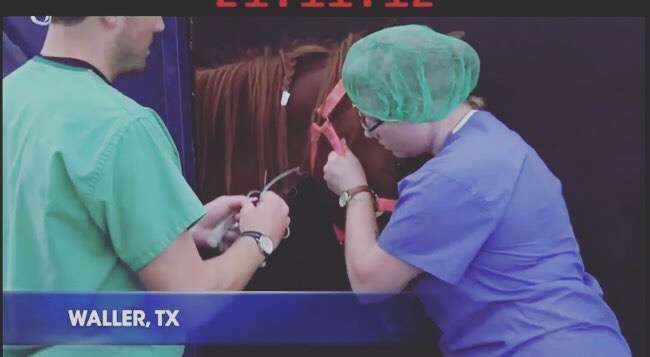 Waller Equine Hospital | 28234 Farm to Market 2920, Waller, TX 77484, USA | Phone: (936) 931-2900