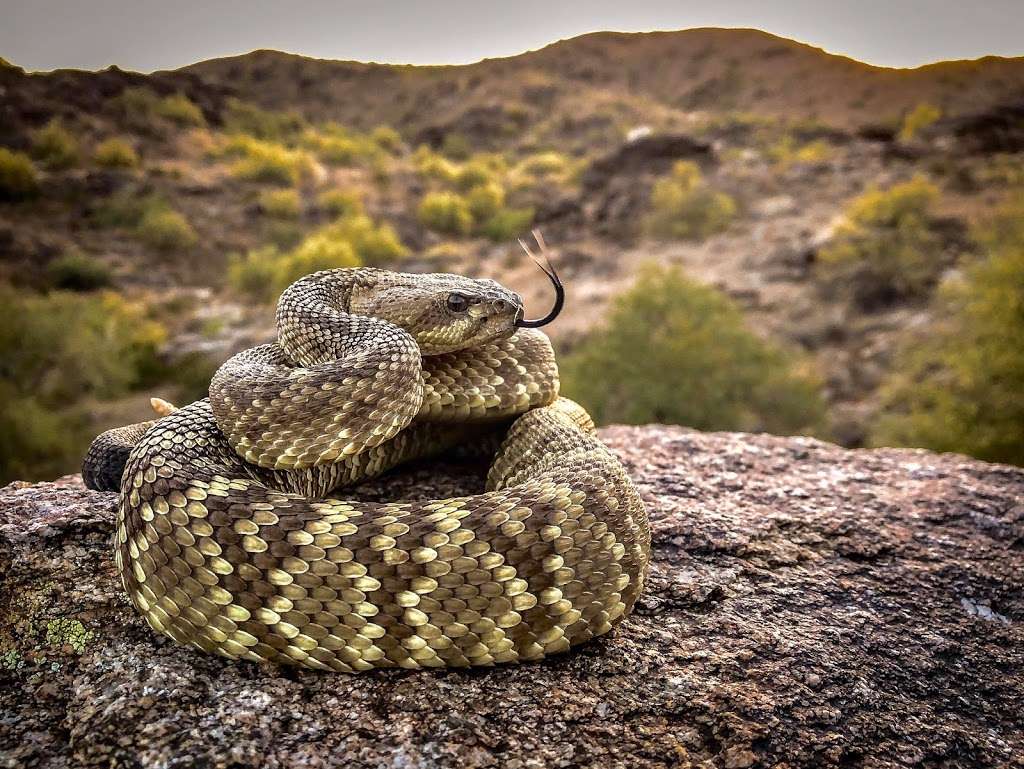 Arizona Snake Removal | 4349 W Shangri-la Rd, Glendale, AZ 85304, USA | Phone: (914) 441-0065