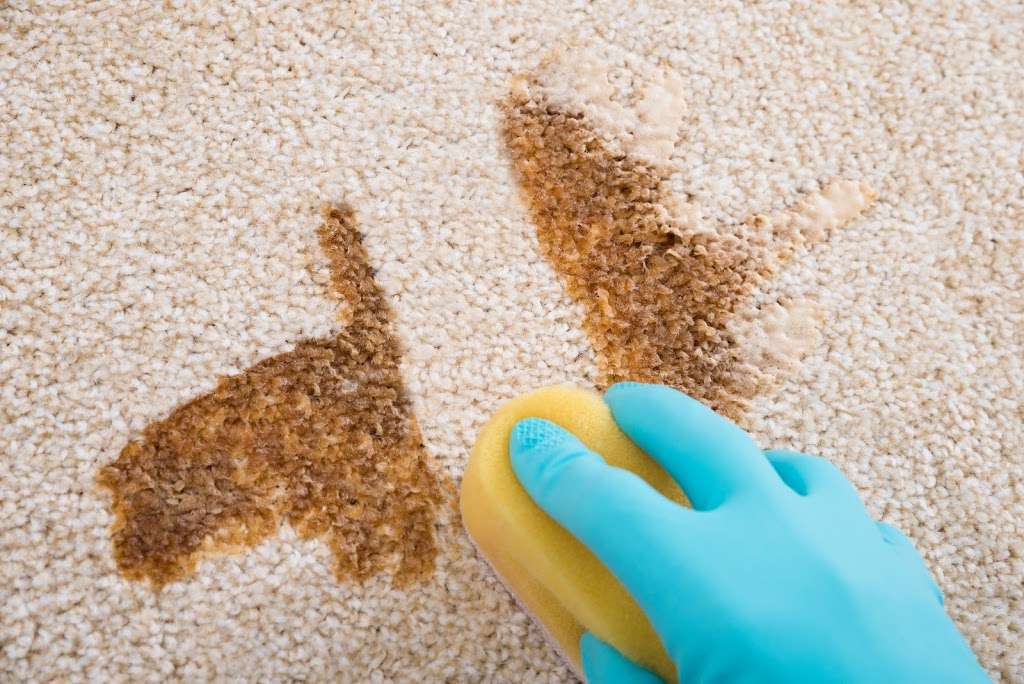 Lakeland quality carpet cleaning | 6423 Shadowbrook Dr E, Lakeland, FL 33813, USA | Phone: (863) 213-3452