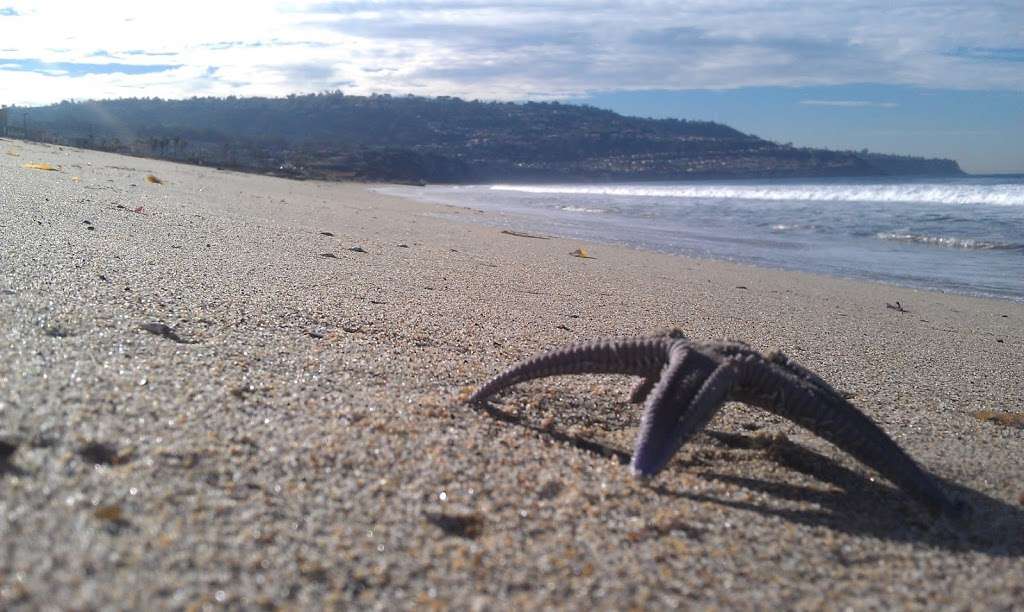 Torrance County Beach | 289 Paseo De La Playa, Torrance, CA 90505, USA