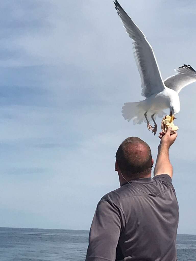 Yellow Bird Deep Sea Fishing | 1 Ocean Blvd E, Hampton, NH 03842, USA | Phone: (603) 929-1995