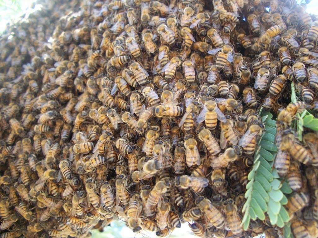 Abello Bees - Bee Removal Phoenix | 6980 E Sahuaro Dr #1092, Scottsdale, AZ 85254, USA | Phone: (480) 334-2746