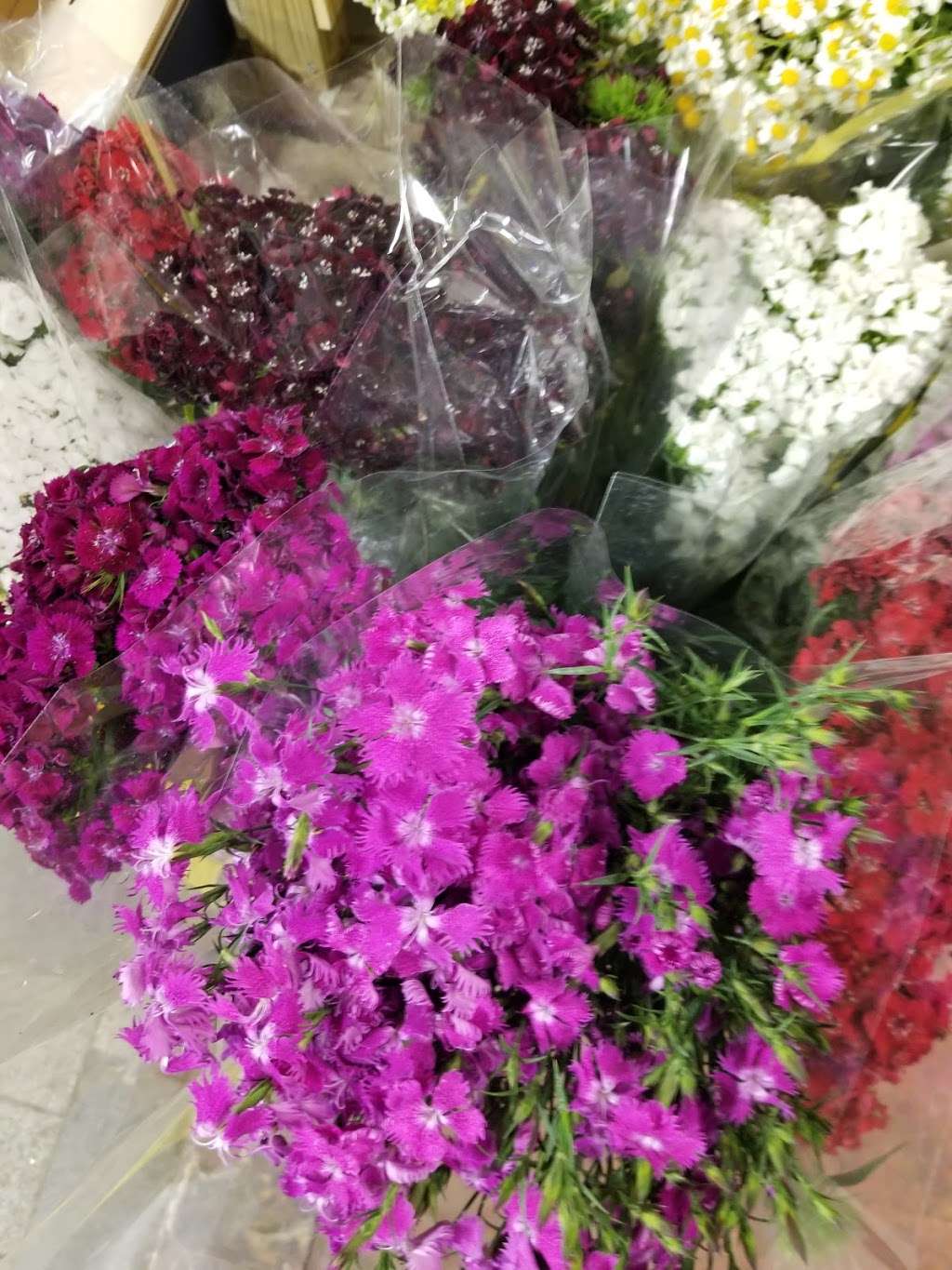 Sieck-Wright Floral Products | 231 Monmouth St, Hightstown, NJ 08520 | Phone: (609) 918-0800