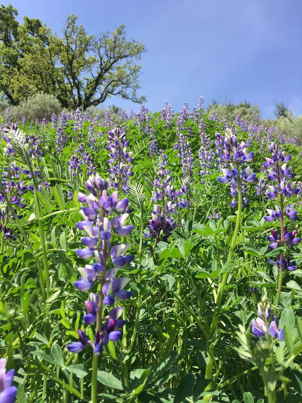 Little Yosemite Area | Geary Rd, Sunol, CA 94586, USA | Phone: (888) 327-2757