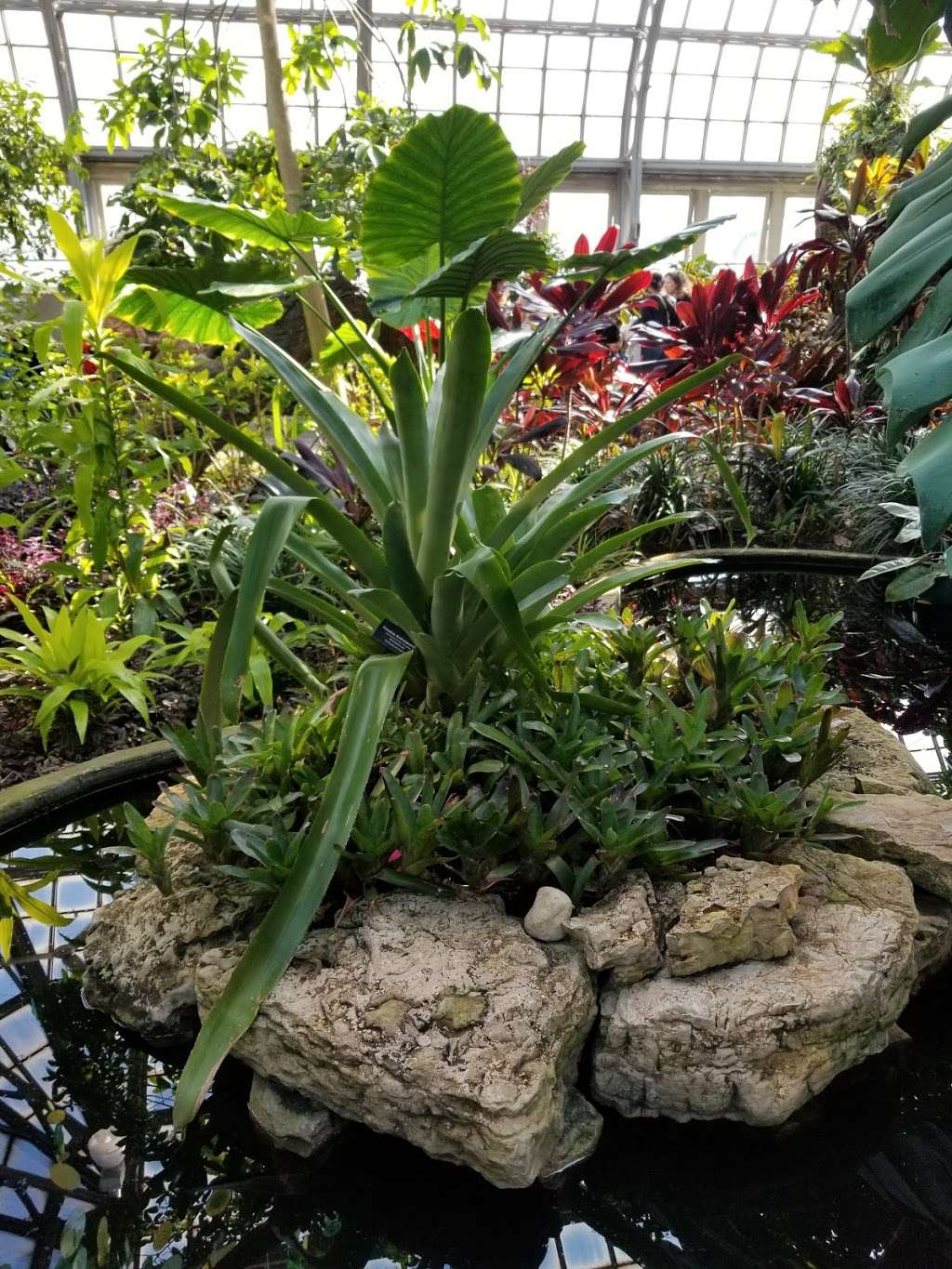 Garfield Park Conservatory | 300 N Central Park Ave, Chicago, IL 60624, USA | Phone: (312) 746-5100