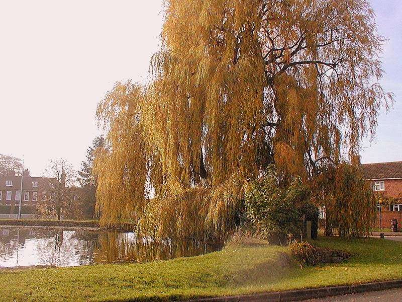 Fine & Country Sevenoaks (Formally Willow Residential Estate Age | 6 High St, Otford, Sevenoaks TN14 5PQ, UK | Phone: 01959 588900