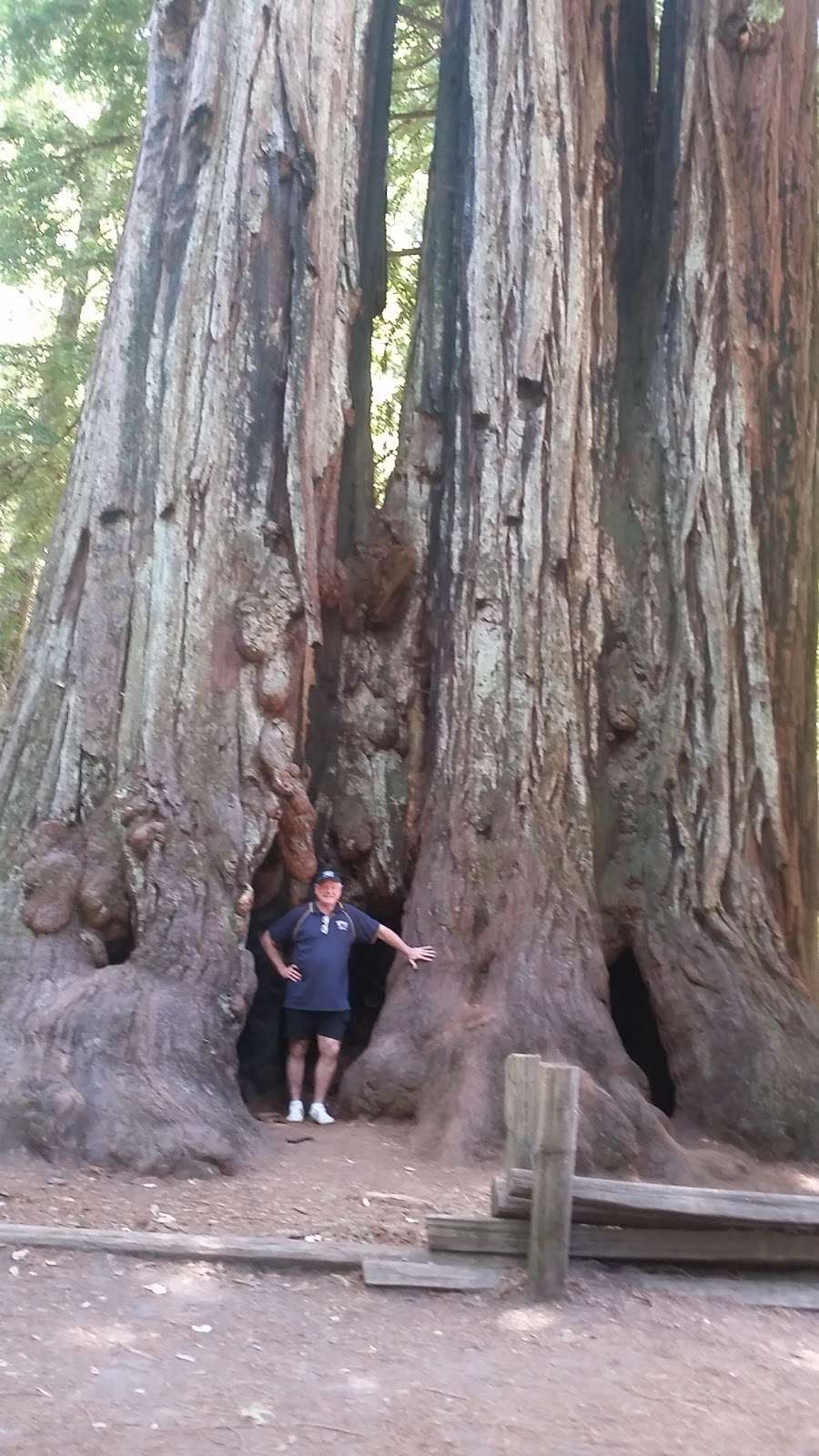 Big Basin Redwoods State Park Headquarters & Visitor Center | 21600 Big Basin Hwy, Boulder Creek, CA 95006, USA | Phone: (831) 338-8861