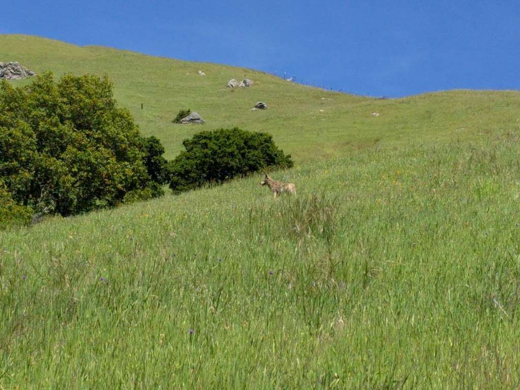 Lucas Valley Preserve | San Rafael, CA 94903, USA