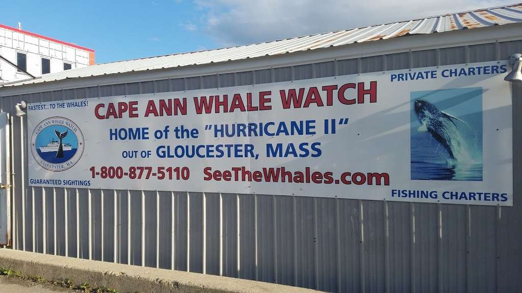 Cape Ann Whale Watch | 415 Main St, Gloucester, MA 01930 | Phone: (978) 283-5110