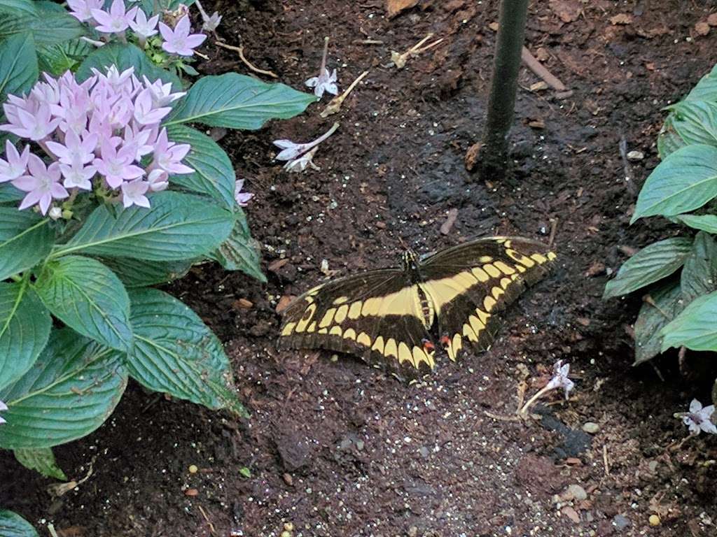The Butterfly Place | 120 Tyngsboro Rd, Westford, MA 01886, USA | Phone: (978) 392-0955