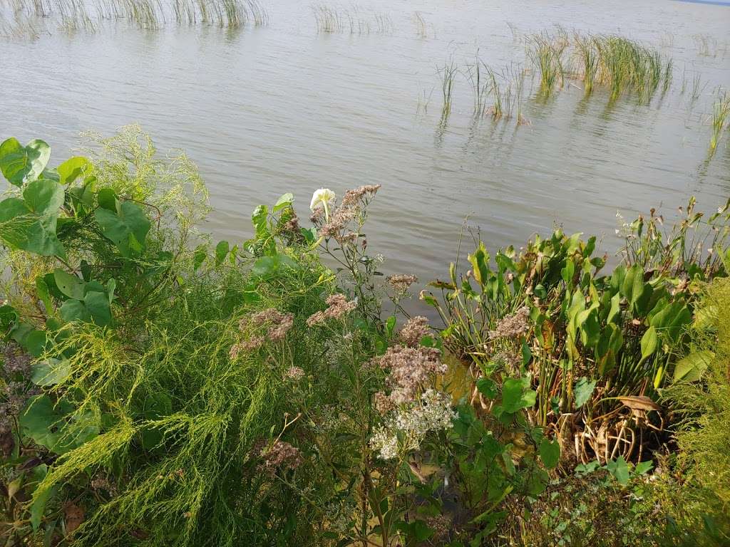 Florida Fish Guide/ Nature Tours | Magnolia Park Boat Ramp, Apopka, FL 32703 | Phone: (321) 363-6550