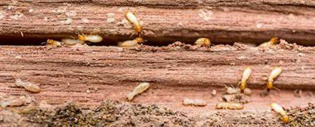 Lloyd Pest & Termite Control | 7167 Old 215 Frontage Rd, Riverside, CA 92507, USA | Phone: (951) 600-1398