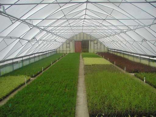 Kessels Nursery | 49 Pinyard Rd, Monroeville, NJ 08343, USA | Phone: (856) 358-4501