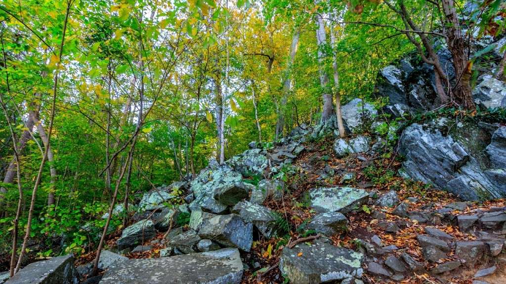 Scotts Run Falls | McLean, VA 22102