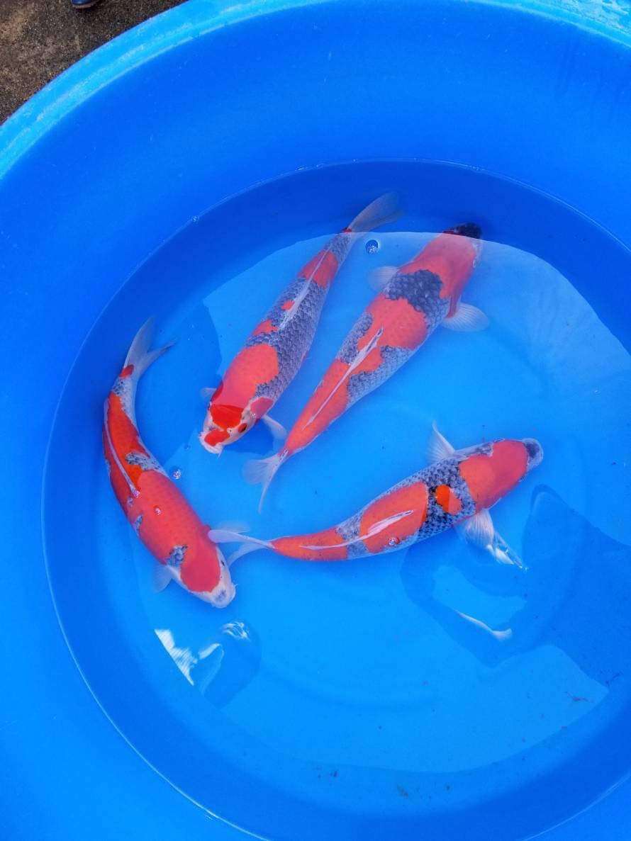 Bristol Koi Farm | 3150 SW 137th Terrace, Davie, FL 33330 | Phone: (561) 414-6722