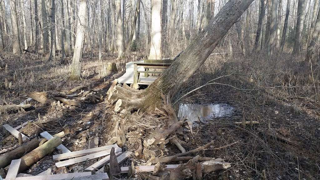 Battle Creek Cypress Swamp | 2880 Grays Rd, Prince Frederick, MD 20678, USA | Phone: (410) 535-5327