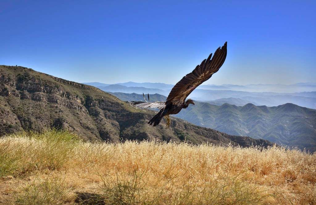 Hopper Mountain National Wildlife Refuge | Fillmore, CA 93015, USA | Phone: (805) 644-5185