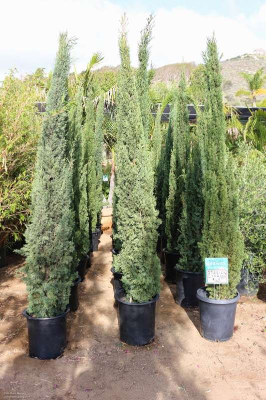 Pala Mesa Nursery | 3235 Old Hwy 395, Fallbrook, CA 92028, USA | Phone: (760) 518-1707