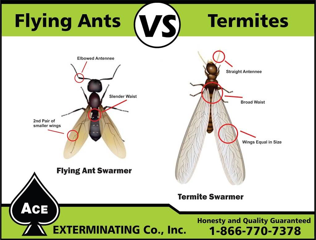 Ace Exterminating | 7095 Whites Creek Pike, Joelton, TN 37080, USA | Phone: (615) 876-7185