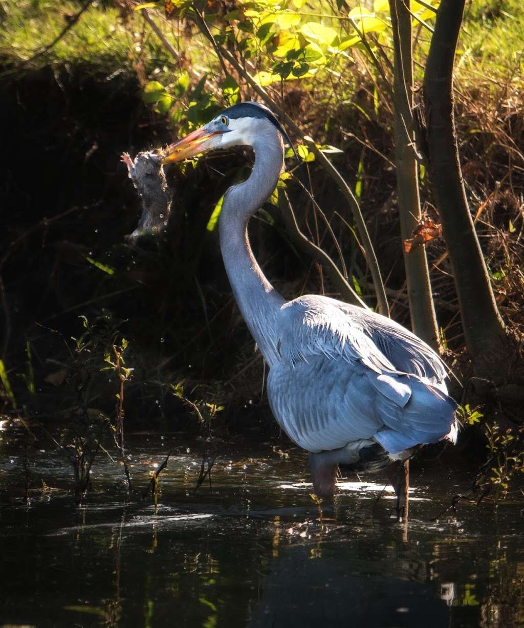 El Dorado East Regional Park | 7550 E Spring St, Long Beach, CA 90815, USA | Phone: (562) 570-1771