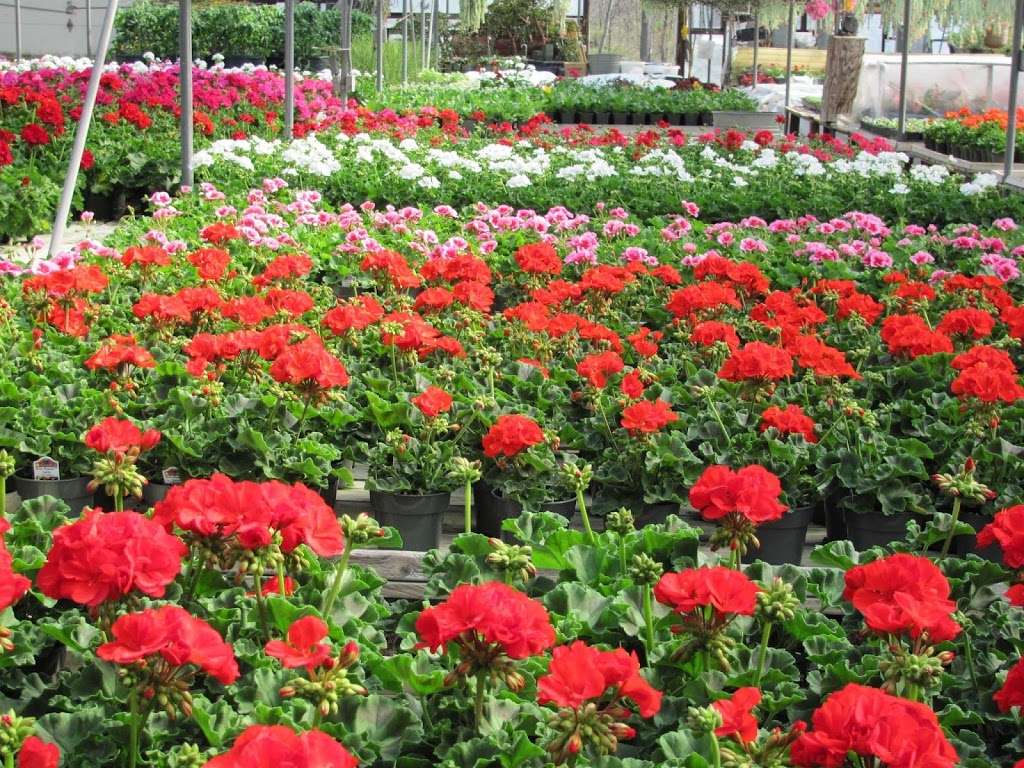 Joes Greenhouses | 1092 County Rd 12, New Hampton, NY 10958, USA | Phone: (845) 355-4831