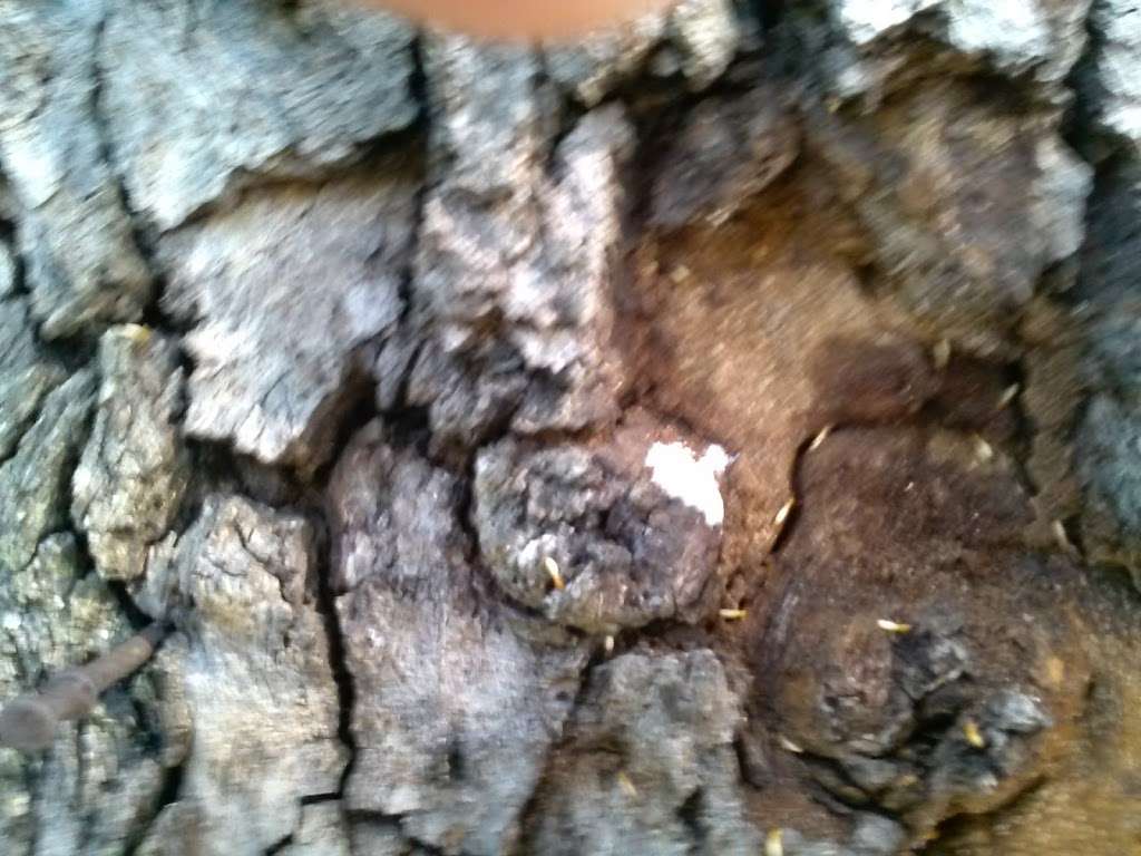 Taylor & Turner Pest Termite | 2520 N Dixie Hwy # B, Wilton Manors, FL 33305, USA | Phone: (954) 630-2627