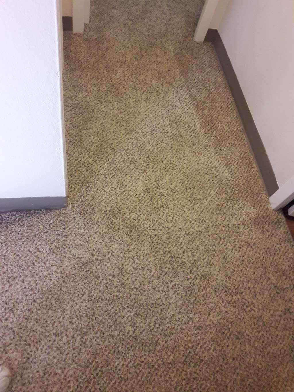 Quality Carpet Cleaning | 1707 S Pearl St, Independence, MO 64055, USA | Phone: (816) 254-0745