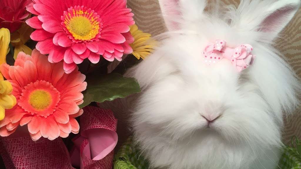 Misty Blues Bunnies | 265 N Scalybark Trail, Concord, NC 28027, USA | Phone: (704) 728-4924