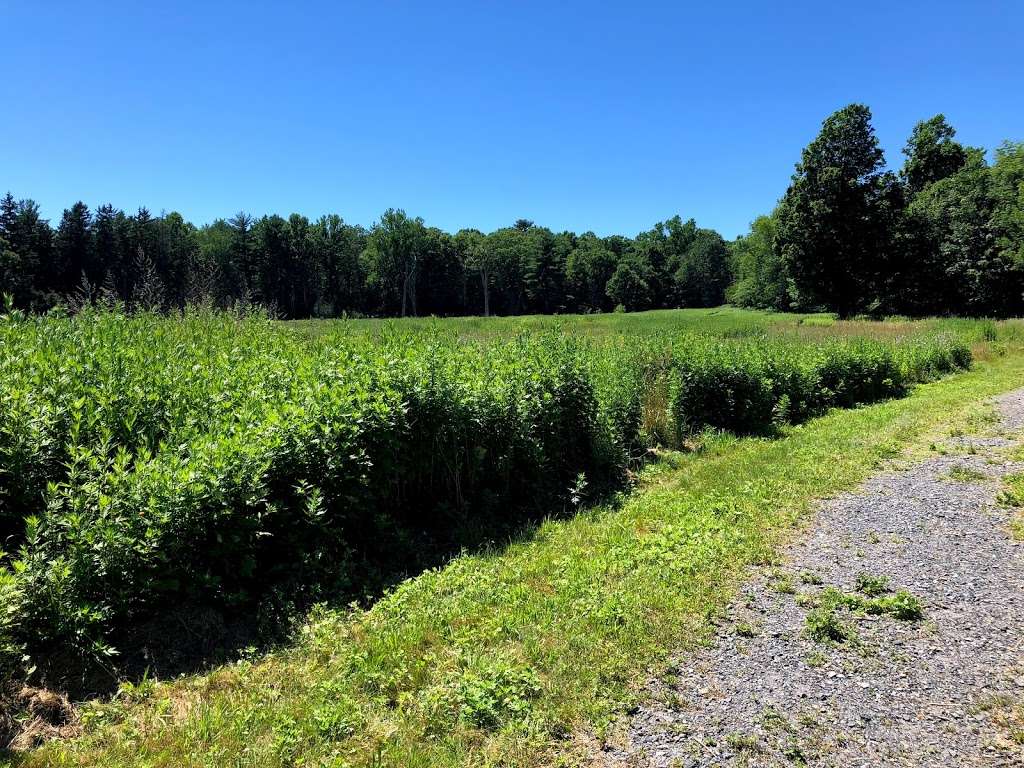 Woodland Trail - Mount Airy Trail Network | Woodland Rd, Mt Pocono, PA 18344, USA