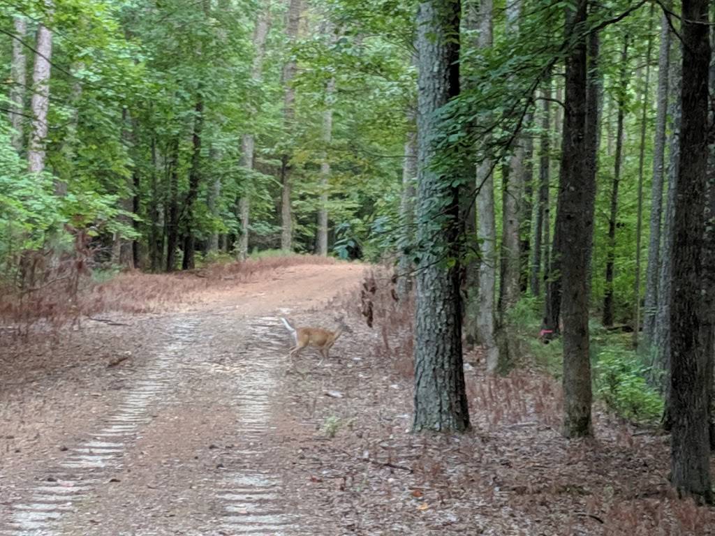 Carl Alwin Schenck Memorial Forest | Raleigh, NC 27607, USA | Phone: (919) 515-7576