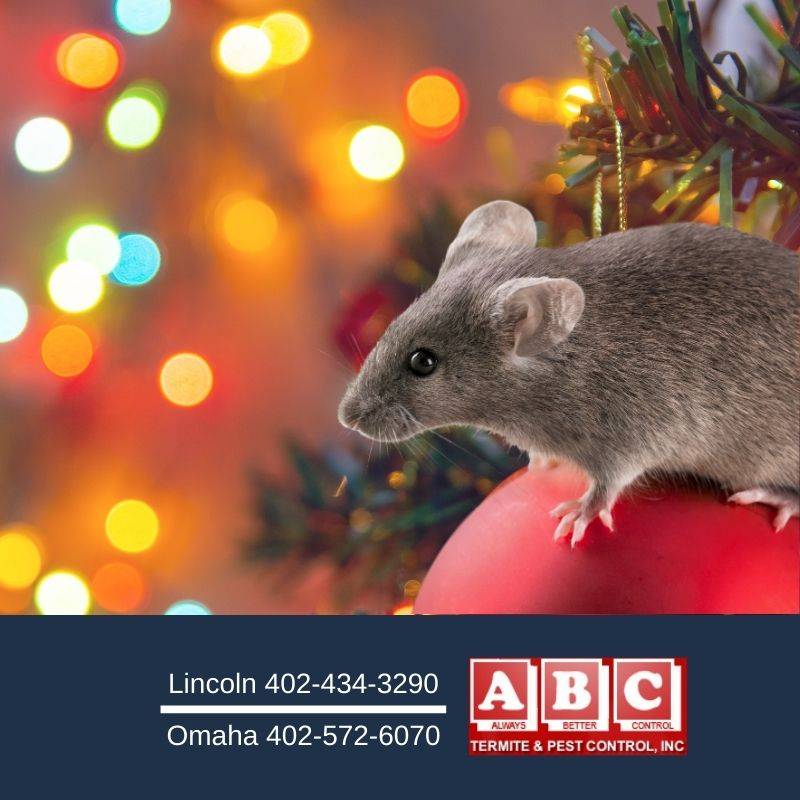 ABC Termite & Pest Control | 5610 Holdrege St, Lincoln, NE 68505, USA | Phone: (402) 434-3290