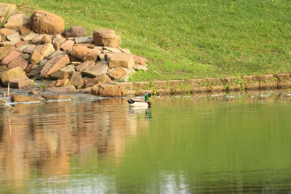 Forest Oaks Park | Texas, USA