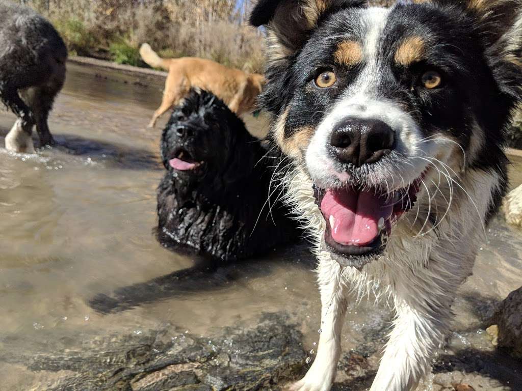 Cherry Creek ​Dog Of​f Leash Area (DOLA) | S Entrance Rd, Aurora, CO 80015, USA | Phone: (303) 690-1166