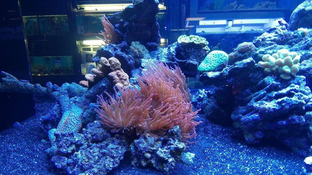 7 Seas Tropical Fish | 1707 S Gaffey St, San Pedro, CA 90731, USA | Phone: (310) 832-5339