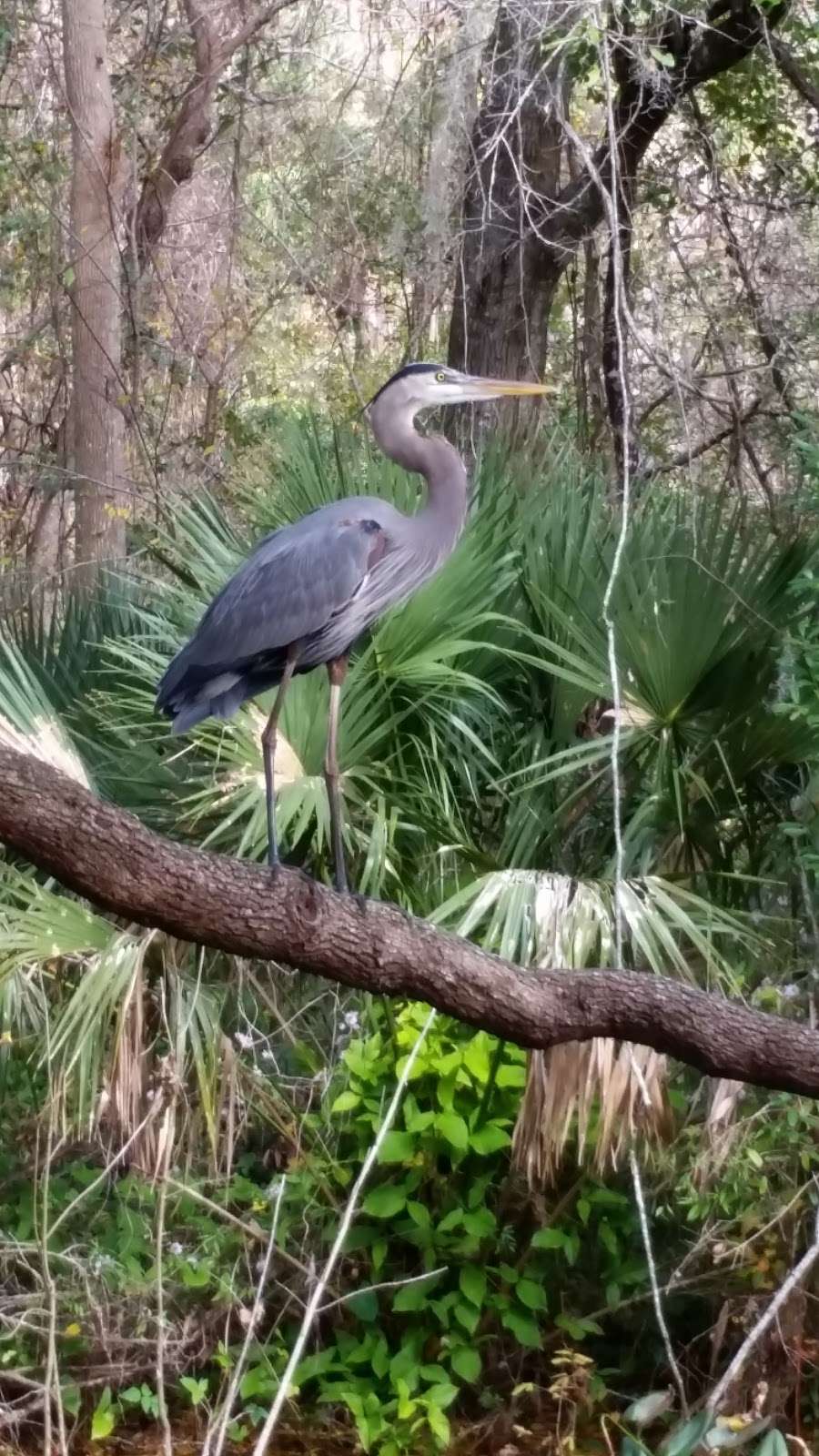 Premier Boat Tours | On the Dock, 100 Alexander St, Mt Dora, FL 32757, USA | Phone: (352) 434-8040