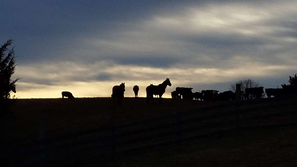 Best of America by Horseback | 17275 Germanna Hwy, Culpeper, VA 22701, USA | Phone: (540) 829-9555