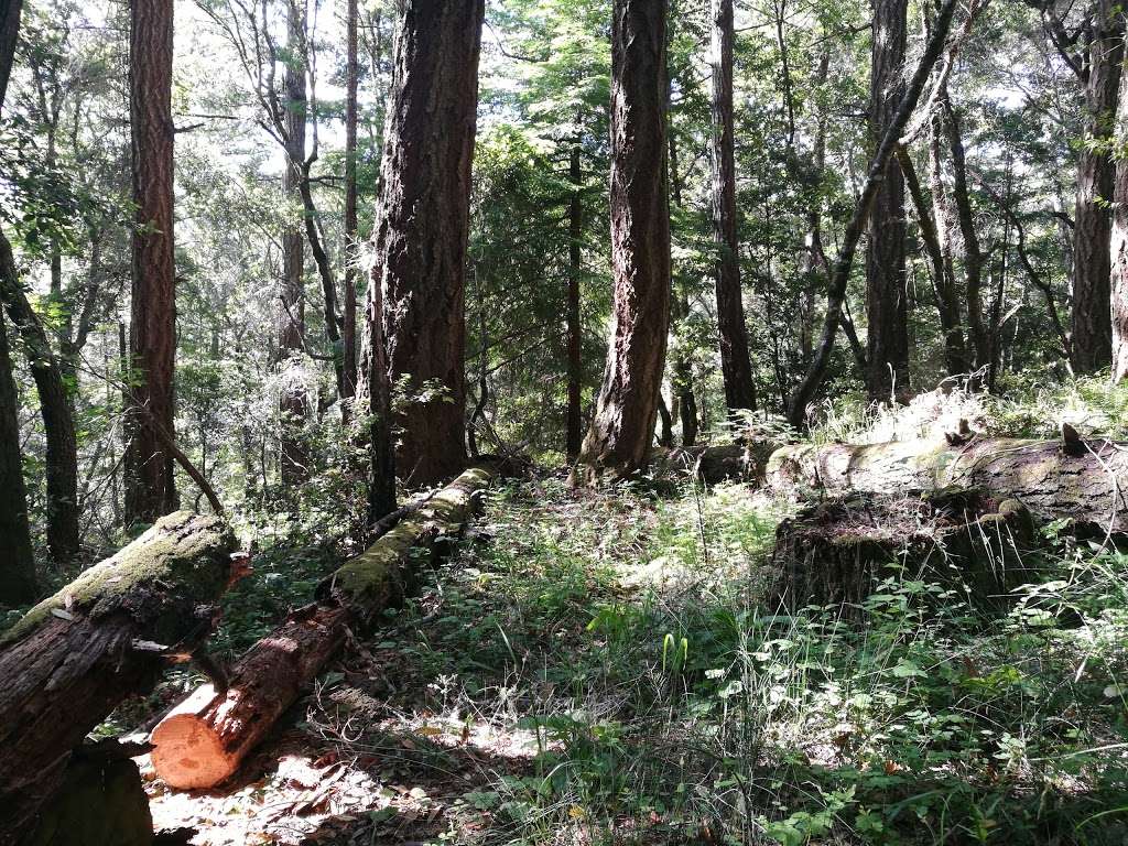 McCormick Creek Camp & Gardens LLC | 9921 Pescadero Creek Rd, Loma Mar, CA 94021, USA McCormick Creek Camp & Gardens LLC | 9921 Pescadero Creek Rd, Loma Mar, CA 94021, USA