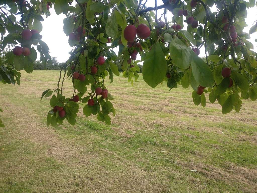 Bloomfield Fruit Farm | Ashlyns La, Ongar CM5 0NB, UK | Phone: 01992 522725