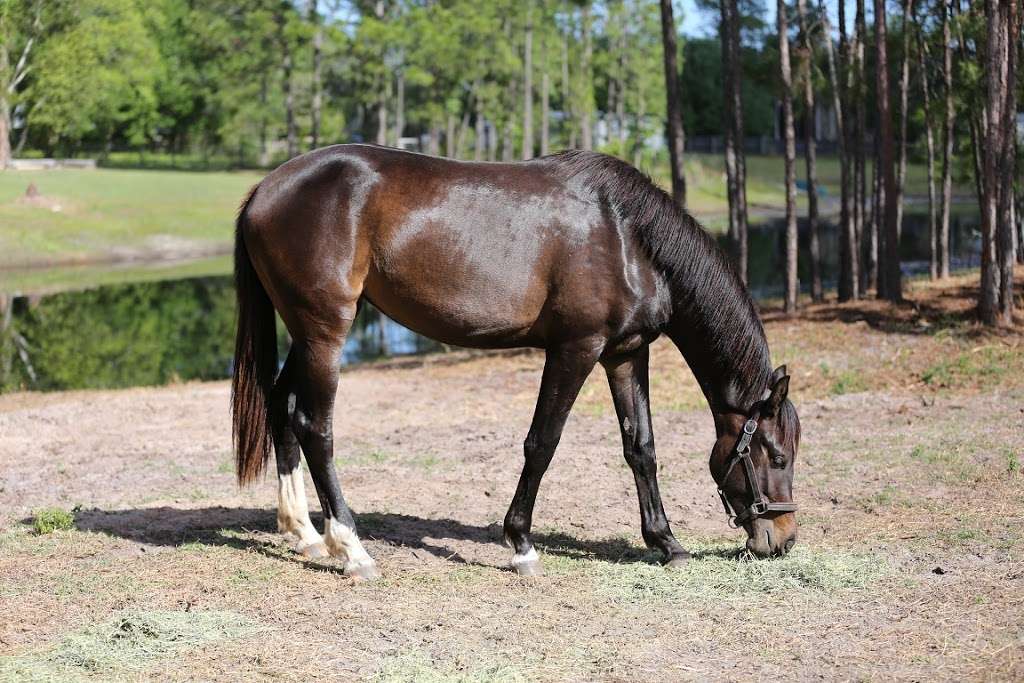 Proven Equine | 54410 Buckhorn Rd, Astor, FL 32102, USA | Phone: (352) 630-3373