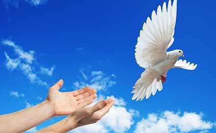 A Sign Of Peace White Dove Releases | 559 Stevenson Rd, Erlanger, KY 41018, USA | Phone: (859) 727-3254