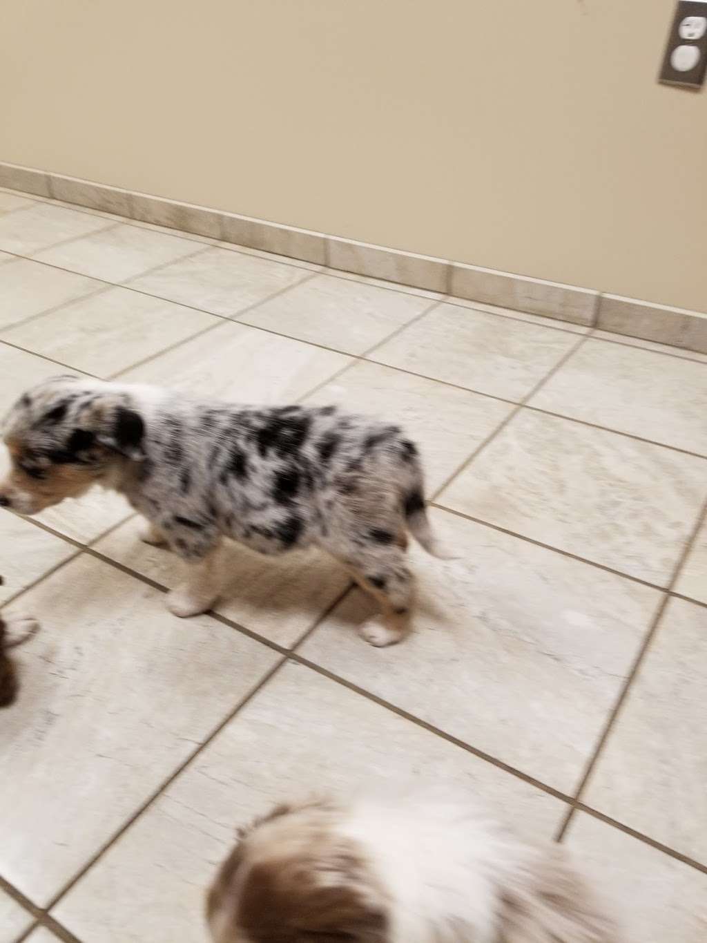 Clevengers Corner Veterinary Care | 18157 Lee Hwy, Amissville, VA 20106, USA | Phone: (540) 428-1000