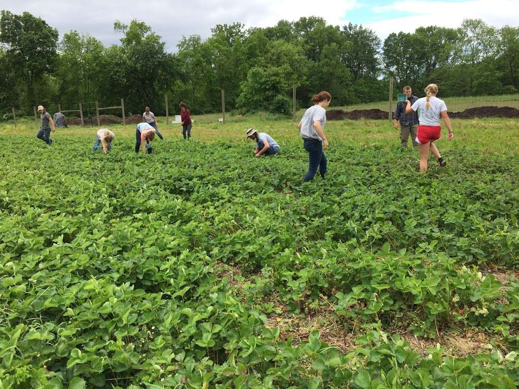 Oley Valley Organics Farm | 8657, 516 Oysterdale Rd, Oley, PA 19547 | Phone: (484) 336-9980