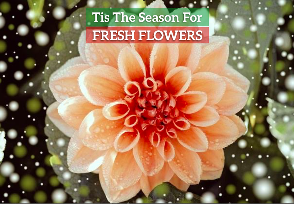 Schaefer Wholesale Florist | 2635 Springwood Rd, York, PA 17402, USA | Phone: (800) 355-4688