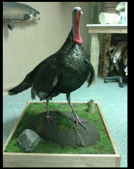 Trails End Taxidermy LLC | 265 Woodward Rd, Manalapan Township, NJ 07726 | Phone: (732) 718-2952