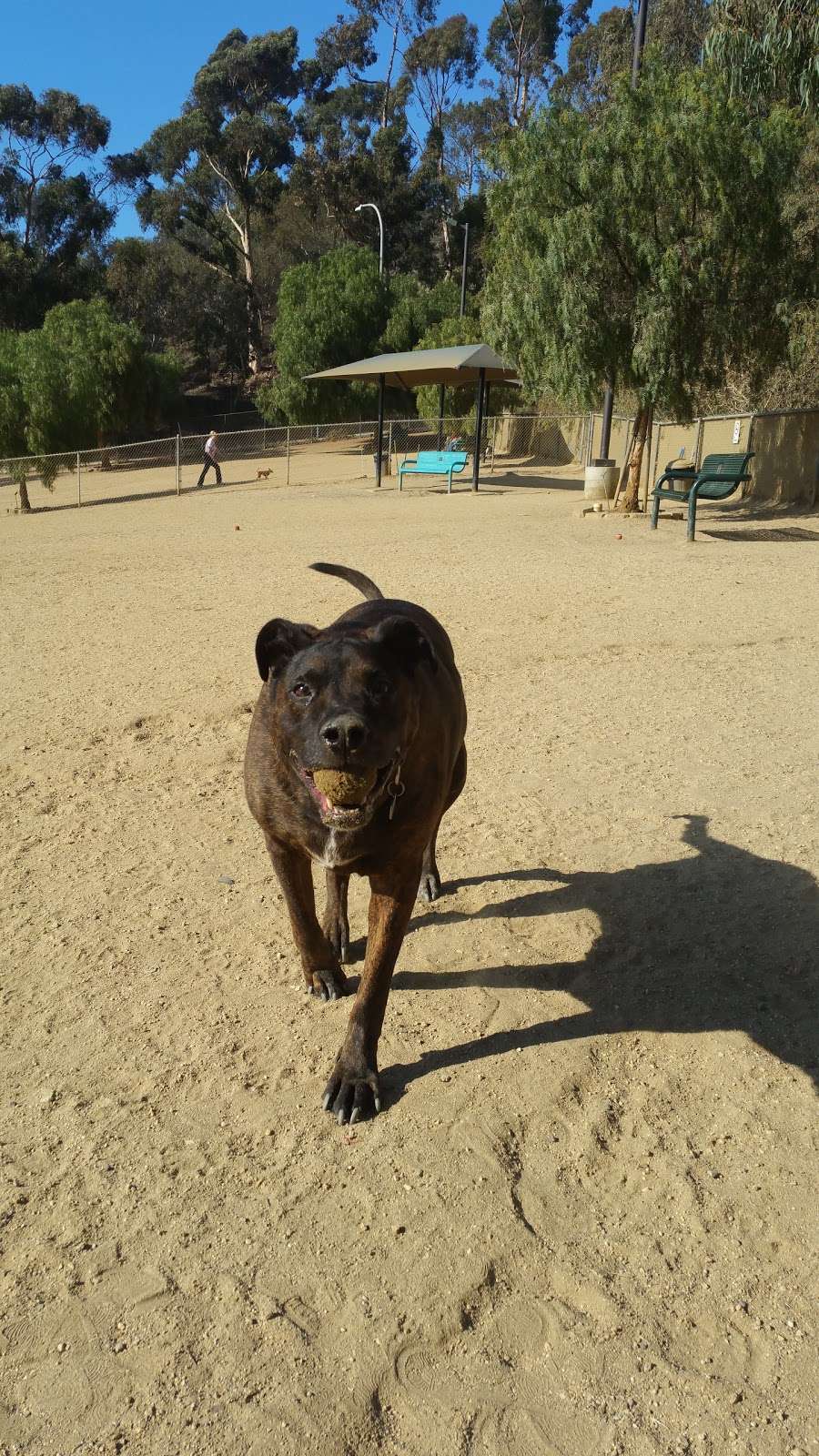 Boneyard Dog Park | Duquesne Ave, Culver City, CA 90230, USA | Phone: (310) 390-9114