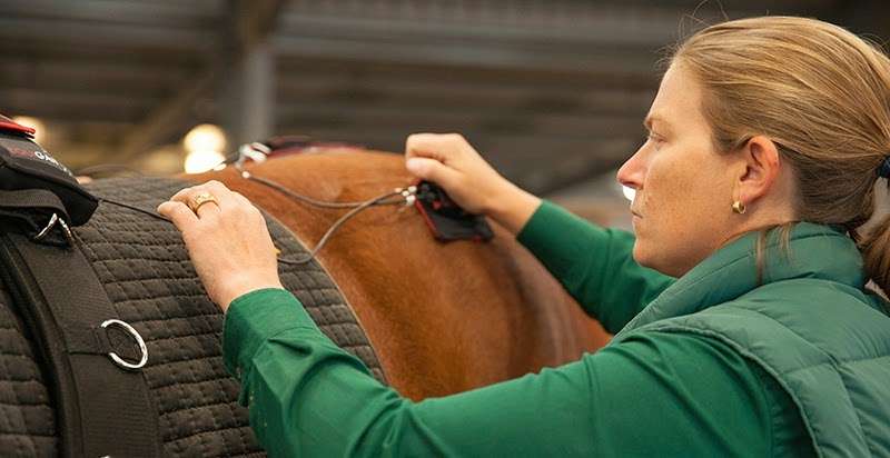 Circle Oak Equine | 911 Mustang Ct, Petaluma, CA 94954, USA | Phone: (707) 738-2529