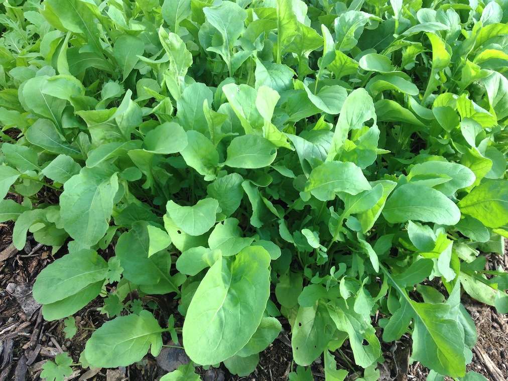 Peters Organic World | 1949 E University Dr #209, Tempe, AZ 85281, USA | Phone: (480) 837-8768