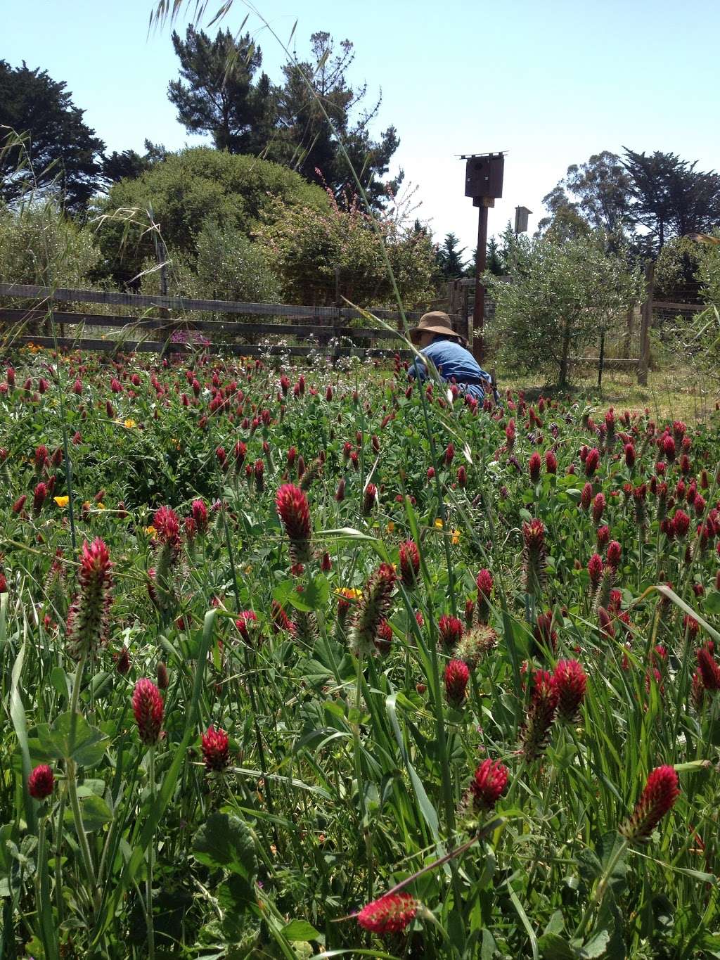 Point Reyes Flowers | 11250 CA-1, Point Reyes Station, CA 94956, USA | Phone: (415) 634-7744