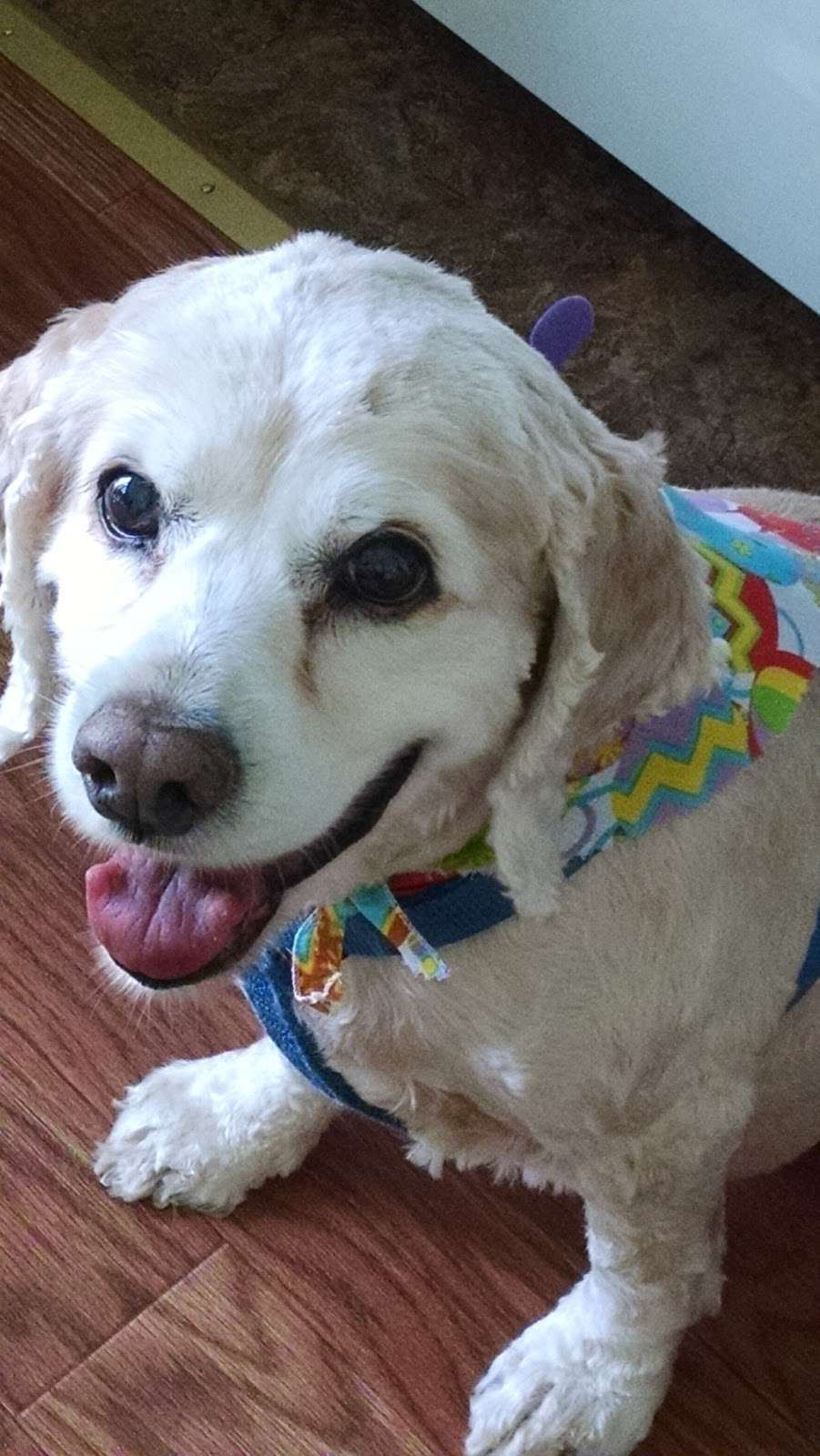 Clementon Animal Hospital | 210 White Horse Pike, Clementon, NJ 08021, USA | Phone: (856) 784-2304